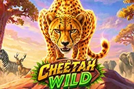 Cheetah Wild